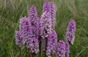 Common Spotted Orchid