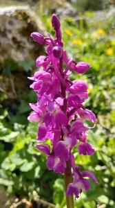 Early Purple Orchid