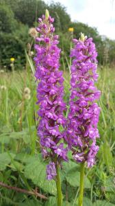 Common Fragrant Orchid