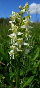 Greater Butterfly Orchid