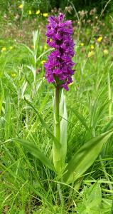 Northern Marsh Orchid