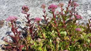 Orpine