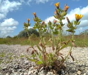 Bristly Oxtongue