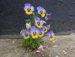 Garden Pansy