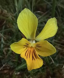 Mountain Pansy