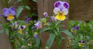 Wild Pansy