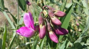 Broad-leaved Everlasting Pea