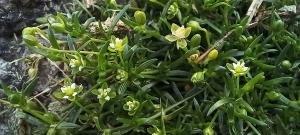 Procumbent Pearlwort