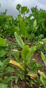 Field Pennycress