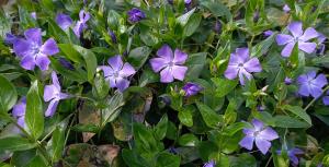 Greater Periwinkle