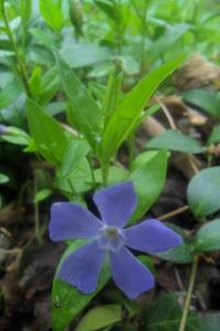 Lesser Periwinkle