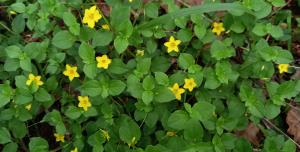 Yellow Pimpernel