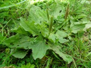 Greater Plantain