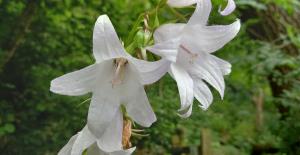 Giant Bellflower