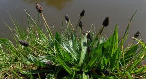 Ribwort Plantain