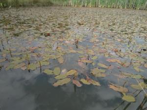 Broad-leaved Pondweed