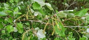 White Poplar