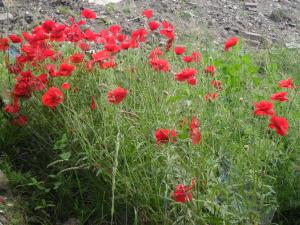 Common Poppy