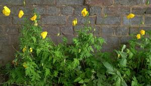 Welsh Poppy