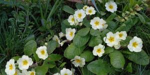 Common Primrose