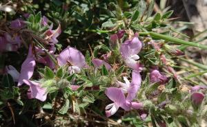 Spiny Restharrow