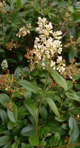 Garden Privet