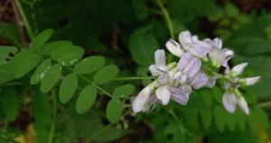 Wood Vetch