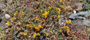 Slender Bird's-foot Trefoil