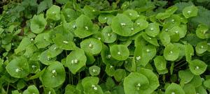 Winter Purslane