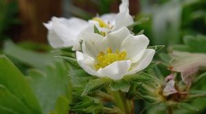 Garden Strawberry