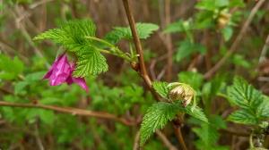 False Salmonberry