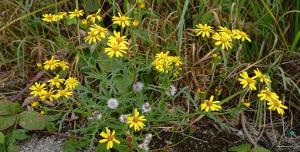 Oxford Ragwort