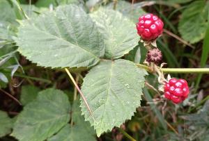 Elm-leaved Bramble