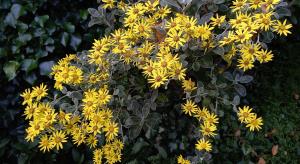 Shrub Ragwort