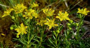 Yellow Saxifrage