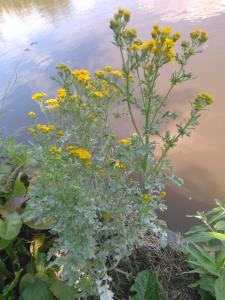 Silver Ragwort