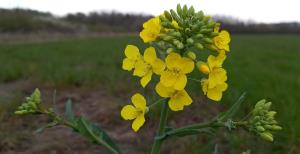 Oilseed Rape