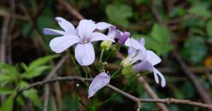 Coralroot