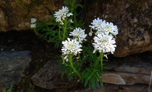 Evergreen Candytuft