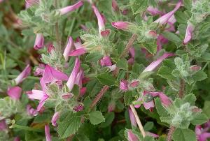 Common Restharrow