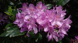 Rhododendron