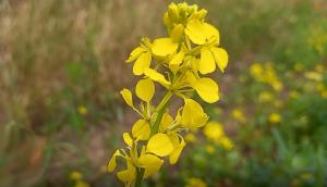 White Mustard