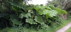 Chilean Giant Rhubarb