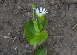 Greater Chickweed