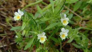 Field Pansy