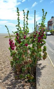 Common Hollyhock