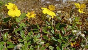 Common Rock-rose