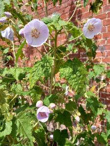 Marsh Mallow