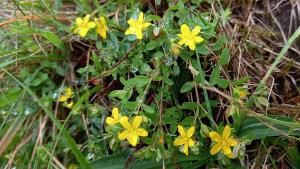 Trailing St. John's Wort