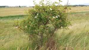 Dog Rose